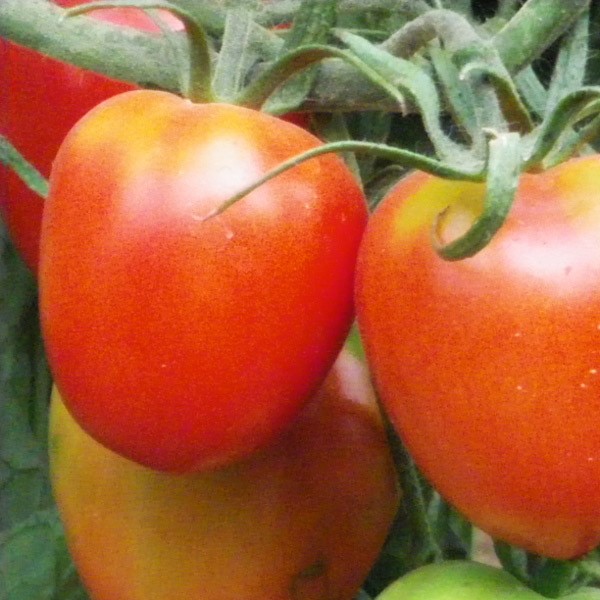 la-bo-te-graines-tomate-de-berao-graines-bio-pr-coce-sauce image 2