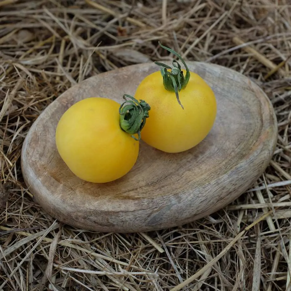 la-bo-te-graines-tomate-p-che-blanche-bio-graines-ancienne image 1
