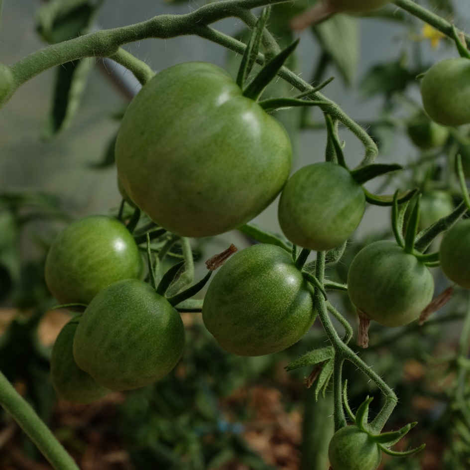 la-bo-te-graines-tomate-pr-coce-de-quimper-graines-bio-pot image 3