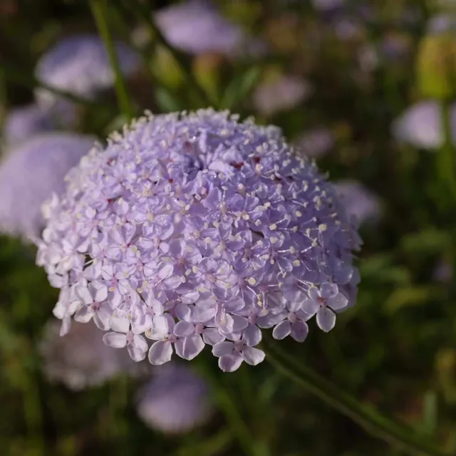la-bo-te-graines-trachymene-lacy-blue-bio-fleur-coup-e image 1