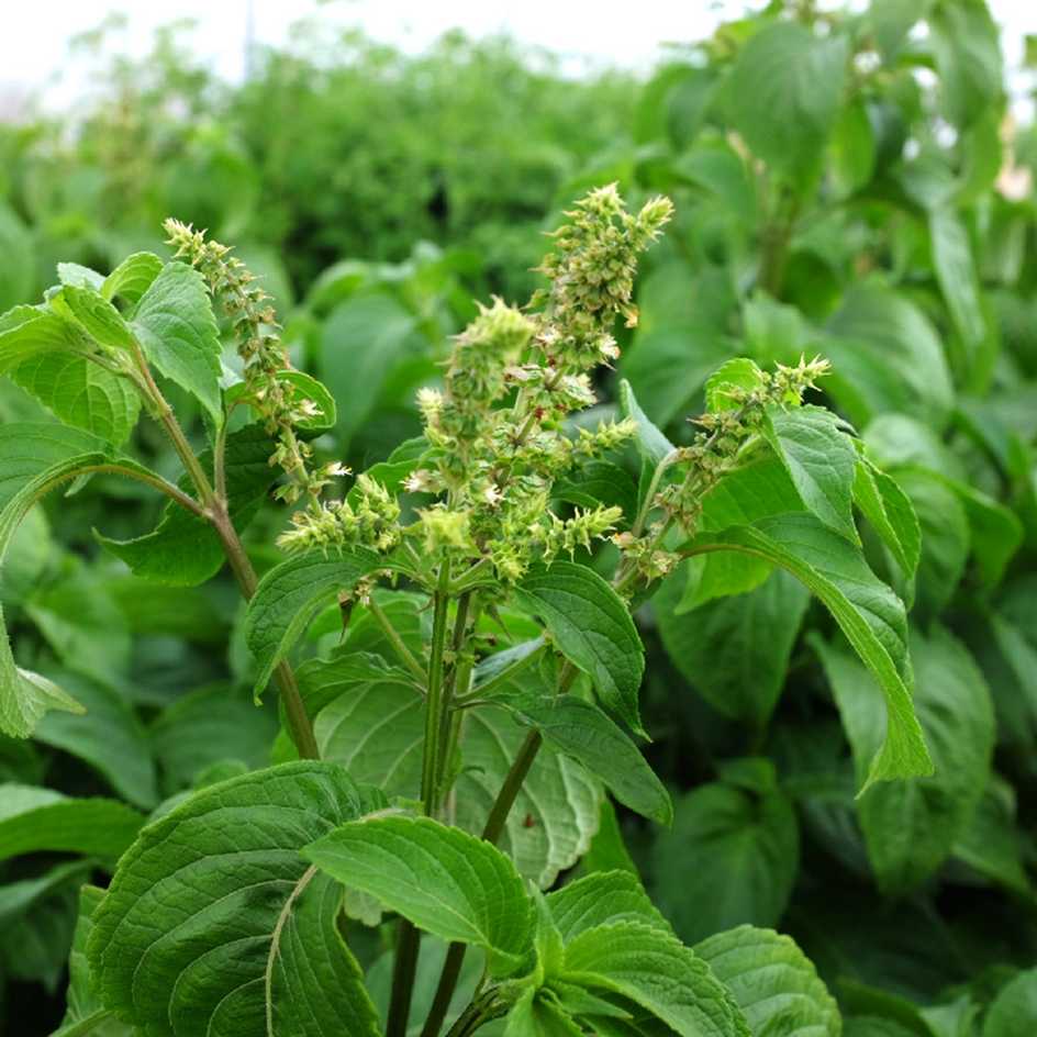 la-bo-te-graines-basilic-clou-de-girofle-graines-aromatiques-bio image 3