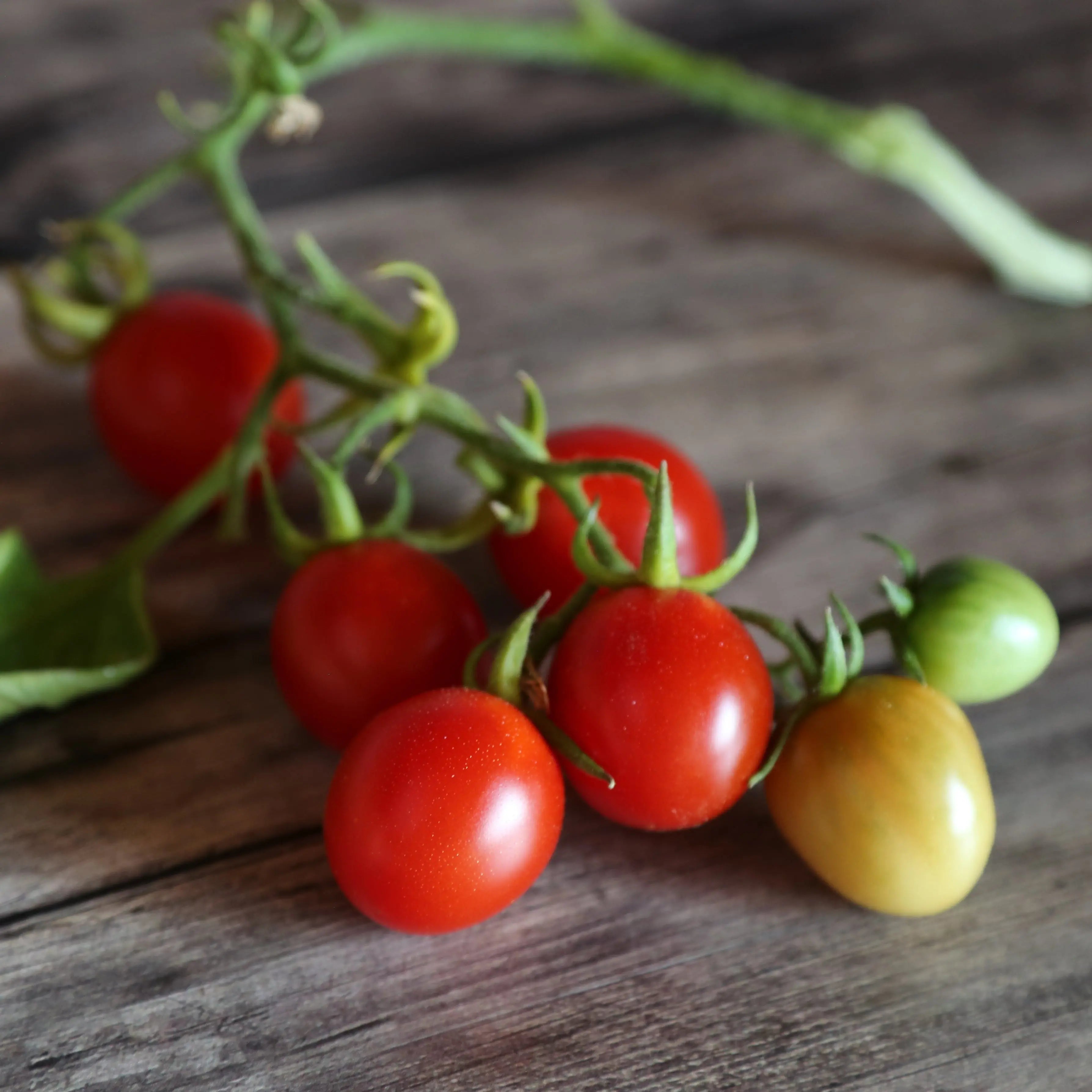 ferme-de-sainte-marthe-grappoli-d-inverno-ab-graines-tomate-cerise image 1
