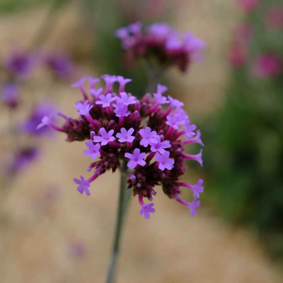 la-bo-te-graines-verveine-de-buenos-aires-graines-vivace-violette image 1