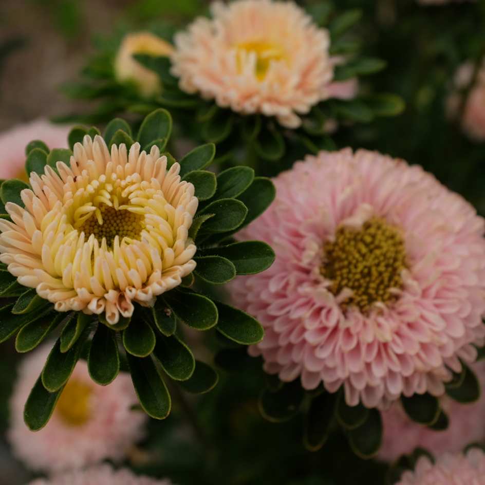 la-bo-te-graines-reine-marguerite-matsumoto-abricot-bio-graines-bouquet image 4