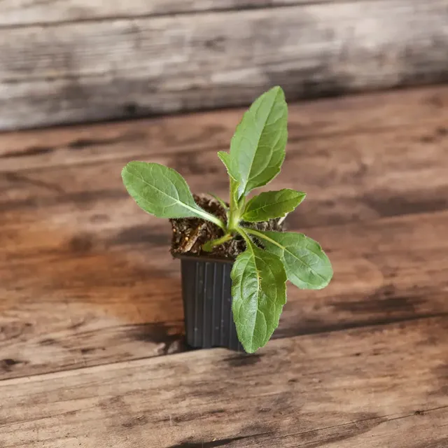 ferme-de-sainte-marthe-h-lianti-plant-potager-vivace-bio-ab image 1