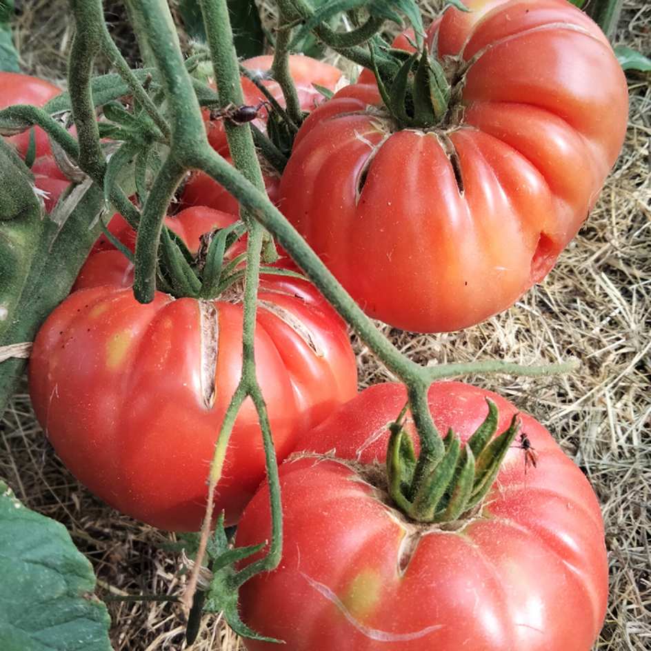 la-bo-te-graines-tomate-brandywine-graines-bio-chair-b-uf image 2