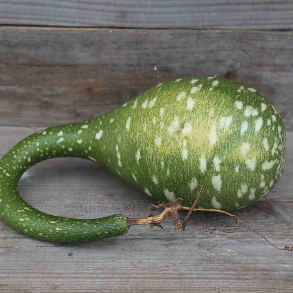 ferme-de-sainte-marthe-amphore-gourde-calebasse-sachet-bio image 1