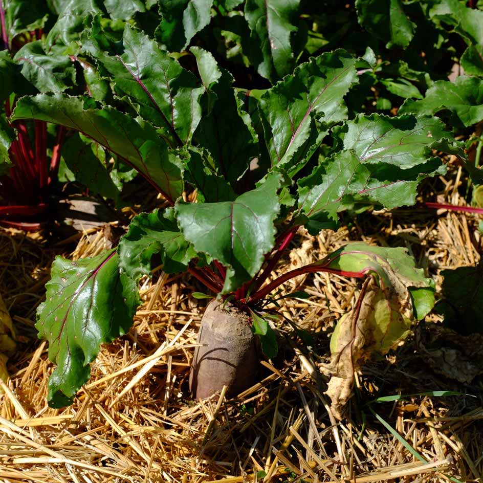 la-bo-te-graines-betterave-forono-bio-graines-l-gumes-cylindrique image 2
