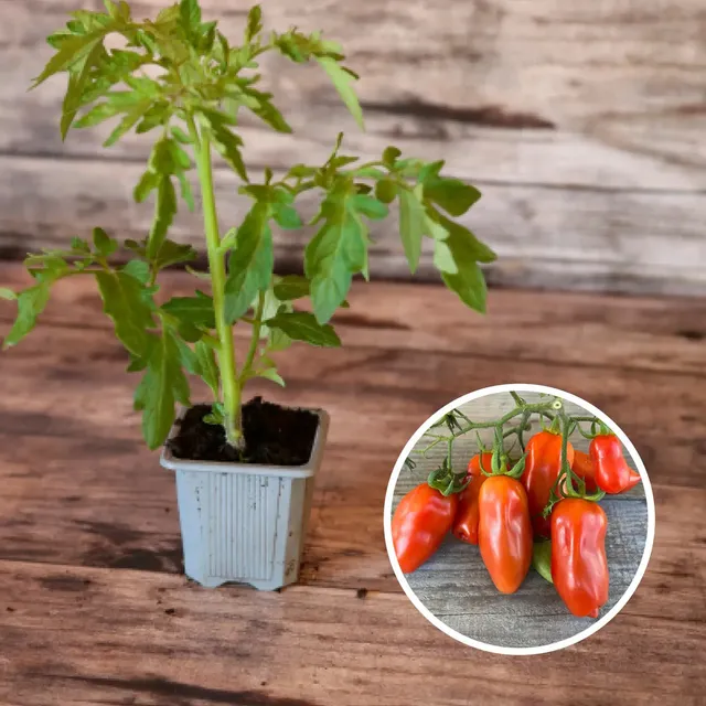 ferme-de-sainte-marthe-tomate-san-marzano-plant-bio-saison image 1