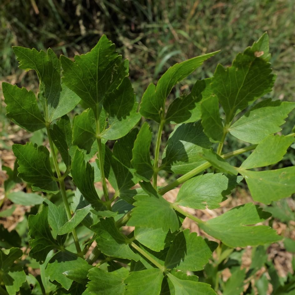 la-bo-te-graines-liv-che-c-leri-perp-tuel-bio-graines-aromatiques-vivaces image 3