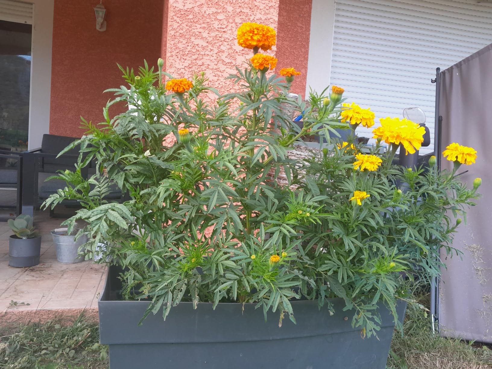 Fleurs doubles