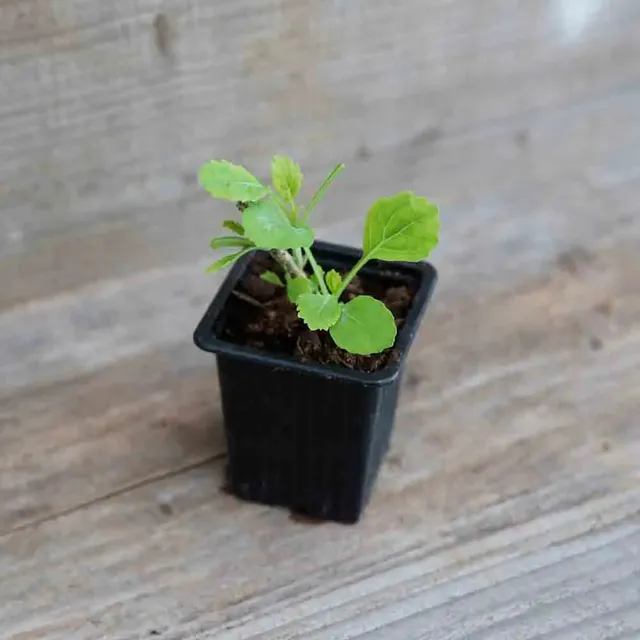 ferme-de-sainte-marthe-chou-daubenton-plant-bio-perp-tuel image 1