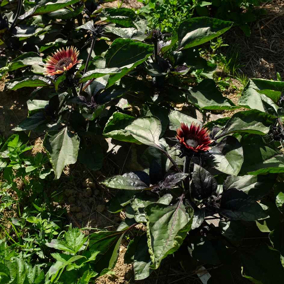 la-bo-te-graines-tournesol-mrs-mars-bio-graines-fleurs image 2