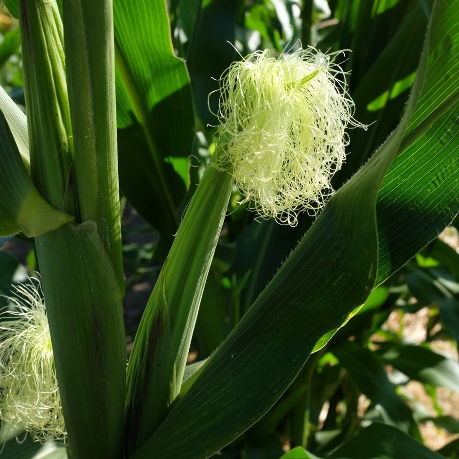 la-bo-te-graines-ma-s-winnebago-bio-graines-l-gumes image 3