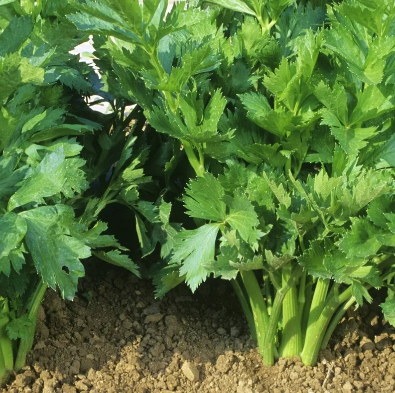la-bo-te-graines-graines-l-gumes-c-leri-pascal-bio-graines-branche image 1