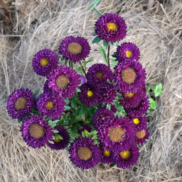 la-bo-te-graines-reine-marguerite-matsumoto-blue-bio-graines-fleurs image 1
