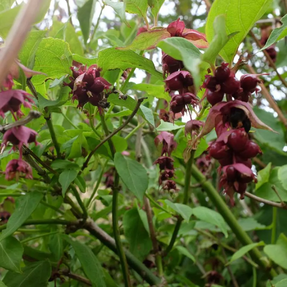 la-bo-te-graines-leycesteria-formosa-bio-graines-arbuste-faisans image 1
