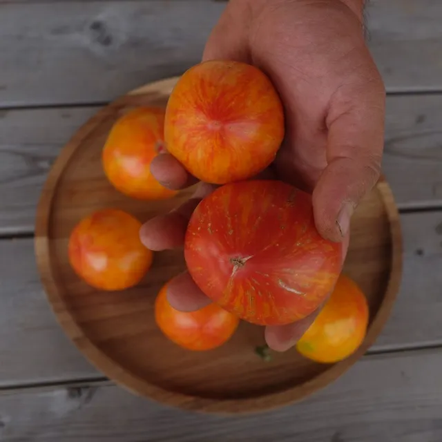 la-bo-te-graines-tomate-copia-graines-bio-beefsteak-douce image 1