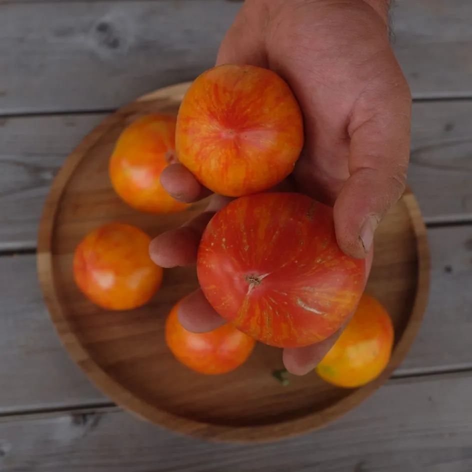 la-bo-te-graines-tomate-copia-graines-bio-beefsteak-douce image 1