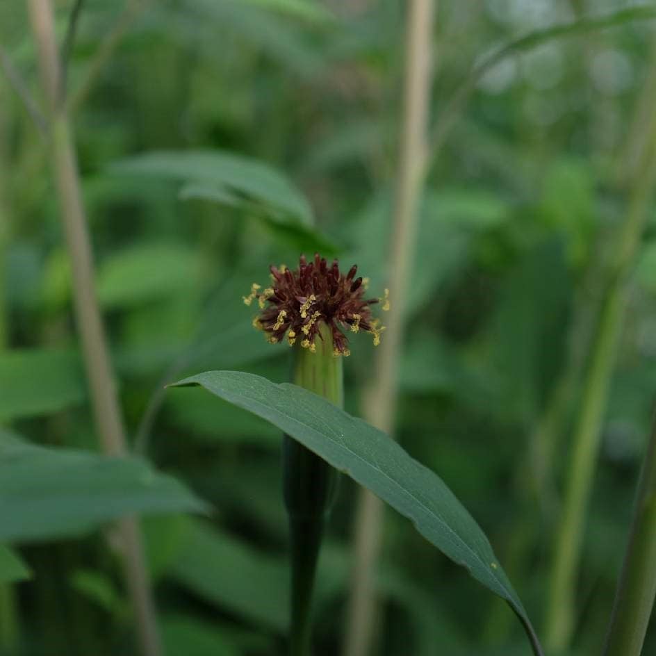 la-bo-te-graines-coriandre-bolivienne-papalo-bio-aromatique image 3