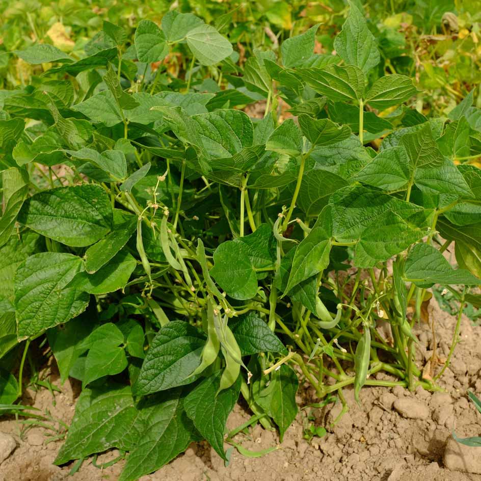 la-bo-te-graines-canadian-wonder-haricot-rouge-bio-grain-sec image 3