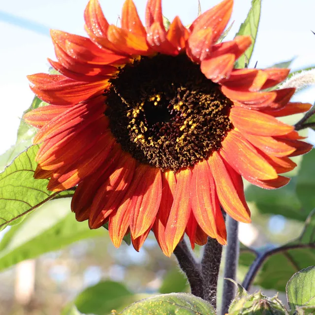 les-semences-de-l-ombelle-tournesol-velvet-queen-graines-fleurs-bio image 1