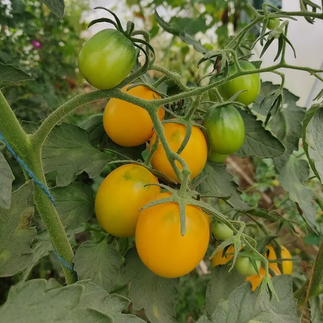 les-semences-de-l-ombelle-tomate-berao-gold-graines-bio image 1
