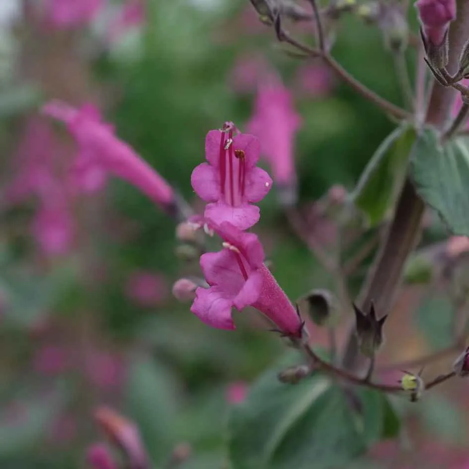 la-bo-te-graines-lepechinia-hastata-bio-graines-fleurs-vivace image 1