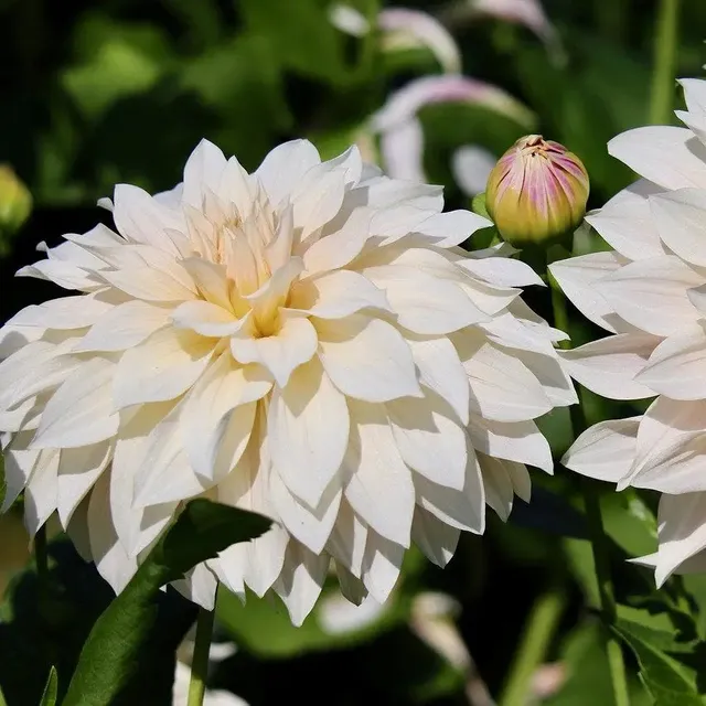 ferme-de-sainte-marthe-dahlia-caf-au-lait-bulbe-d-coratif-beige image 1