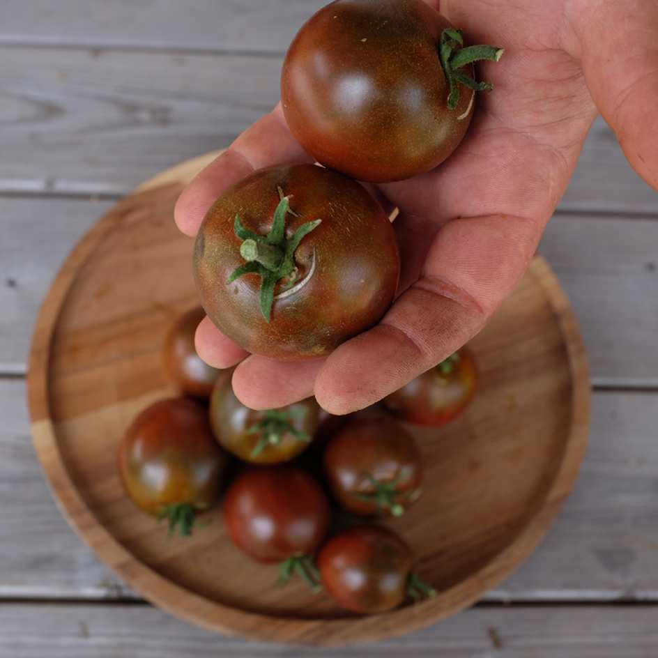 la-bo-te-graines-graines-l-gumes-black-prince-tomate-bio-mi-saison image 3