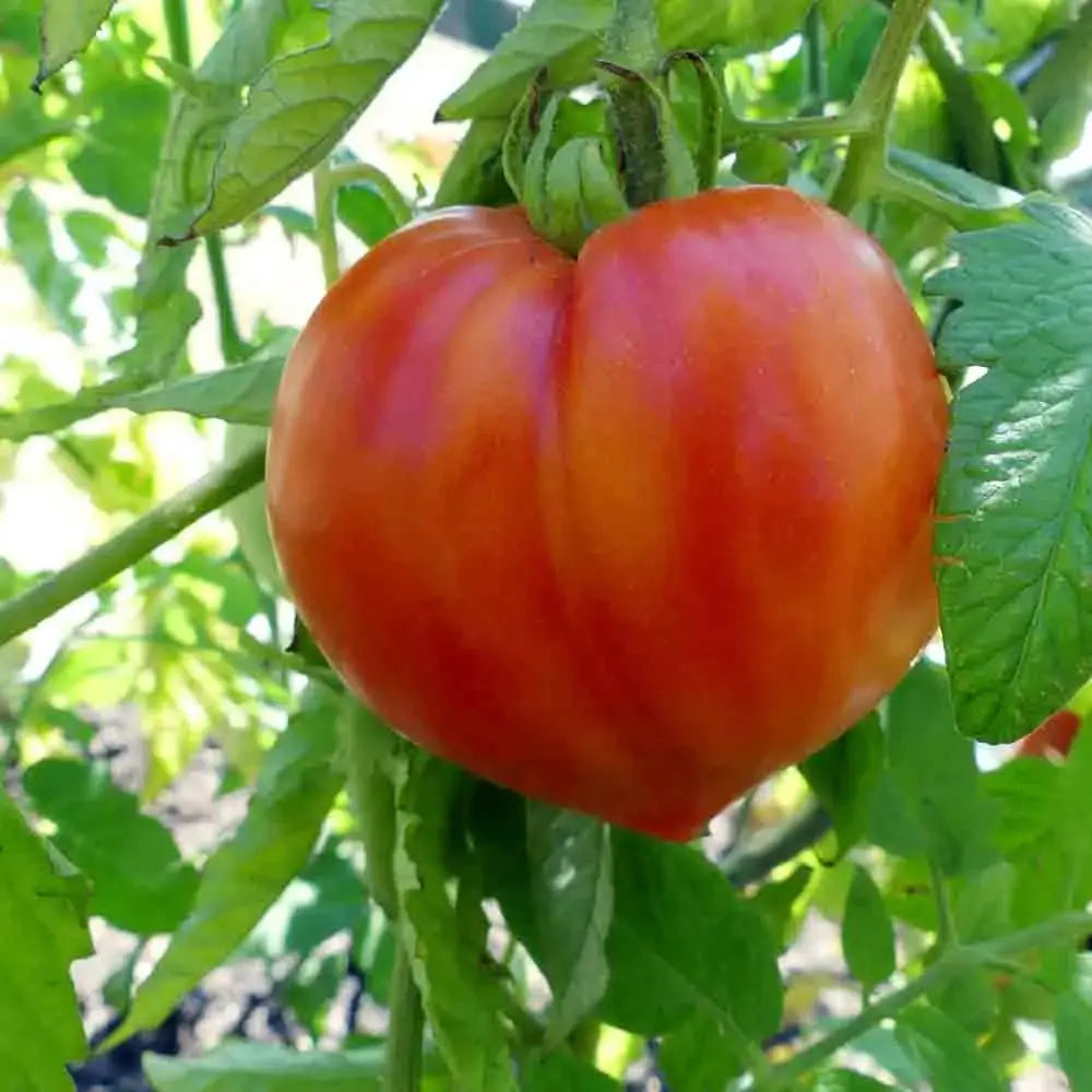 ferme-de-sainte-marthe-tomate-coeur-de-boeuf-graines-bio-sachet-300g image 1