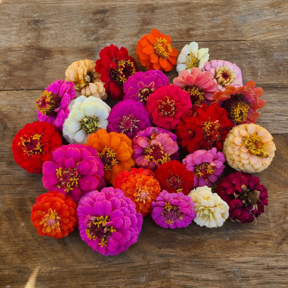 les-semences-de-l-ombelle-zinnia-sunbow-mix-bio-graines image 2