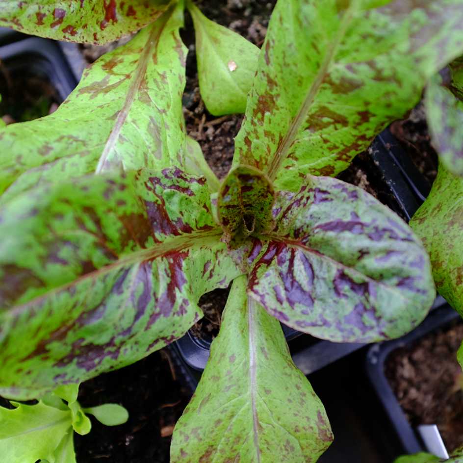 la-bo-te-graines-forellenschluss-laitue-romaine-bio-croquante image 2