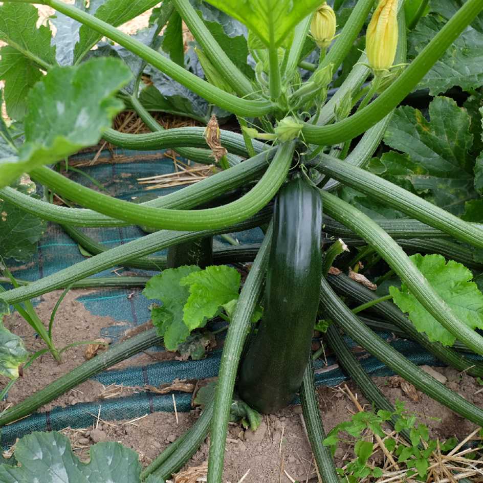 la-bo-te-graines-black-beauty-graines-de-courgette-bio-productive image 5