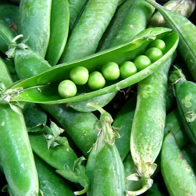 la-bo-te-graines-pois-merveille-de-kelvedon-bio-graines-potag-res image 1