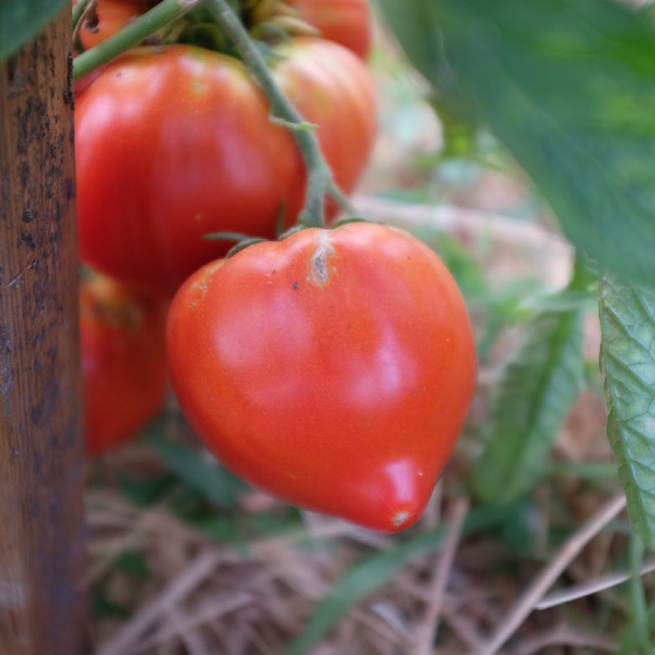 la-bo-te-graines-graines-l-gumes-tomate-c-ur-de-b-uf-j-rusalem-bio image 3