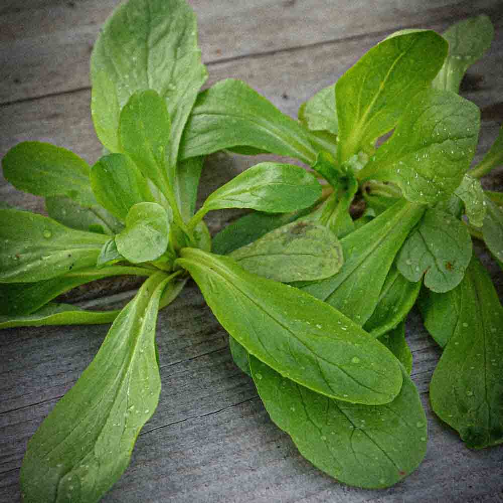 ferme-de-sainte-marthe-graines-potag-res-m-che-grote-noordhollandse-ab-bio image 1