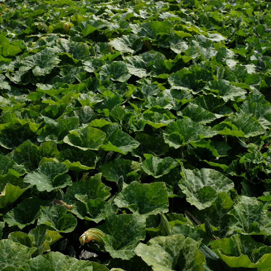 la-bo-te-graines-courge-sucrine-du-berry-graines-bio-sucr-e image 3