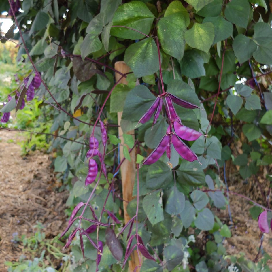 la-bo-te-graines-dolique-gypte-ruby-moon-graines-fleurs-bio image 1