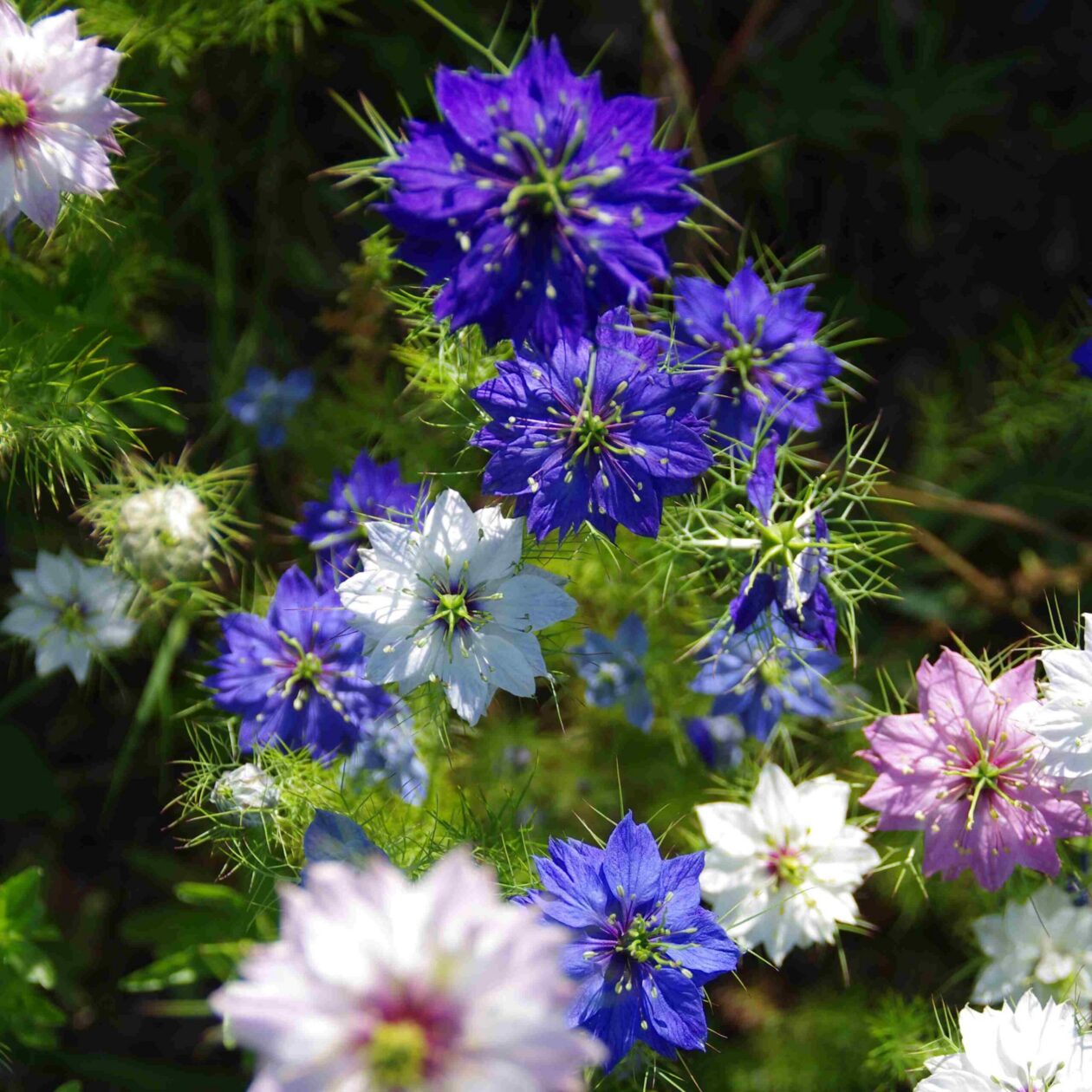 les-semences-de-l-ombelle-nigelle-de-damas-graines-fleurs-m-lange-bio image 1