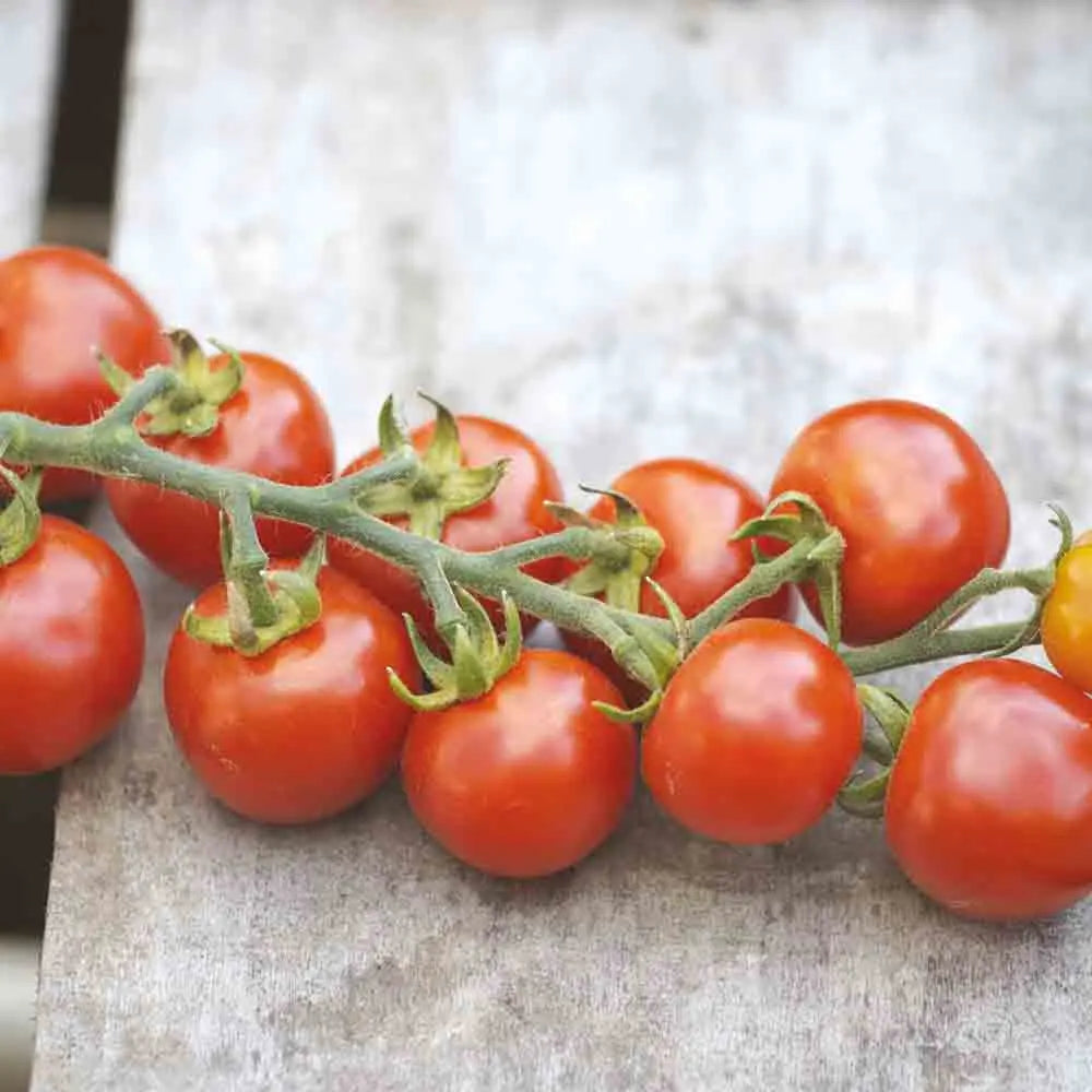 ferme-de-sainte-marthe-gardener-s-delight-graines-tomate-cerise-bio image 1