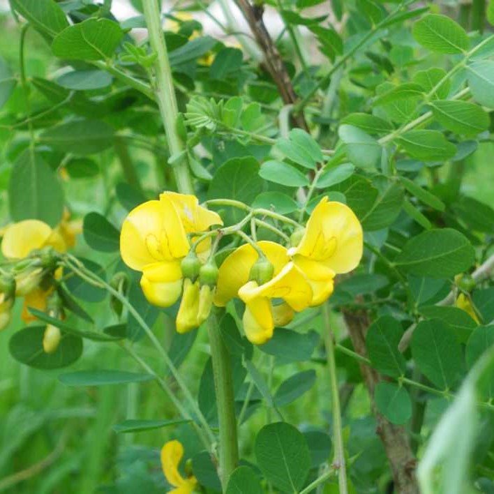 la-bo-te-graines-baguenaudier-graines-fleurs-bio-arbuste image 2