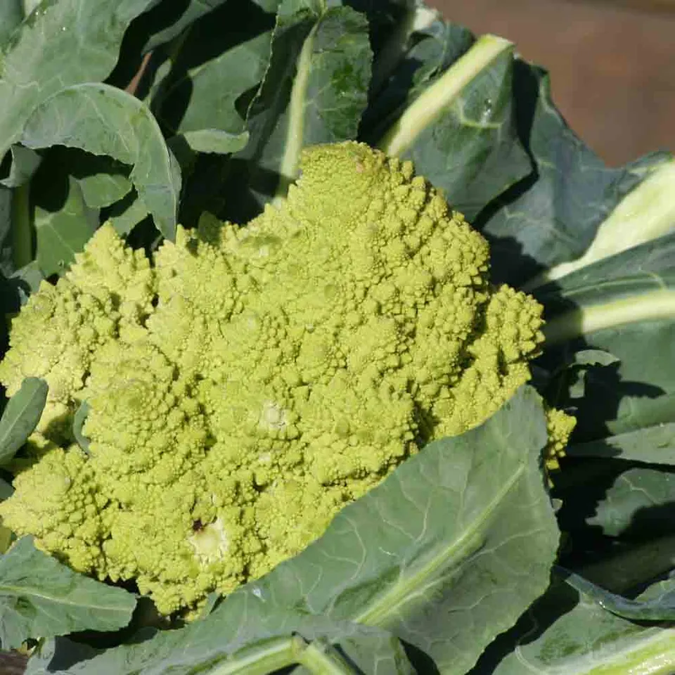 ferme-de-sainte-marthe-chou-fleur-romanesco-natalino-graines-bio image 1