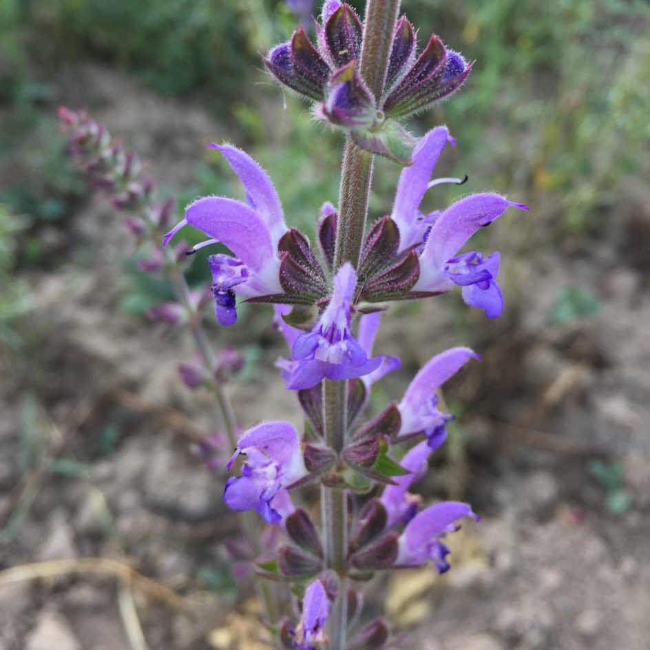 la-bo-te-graines-sauge-des-steppes-bio-graines-fleurs-bleues image 2