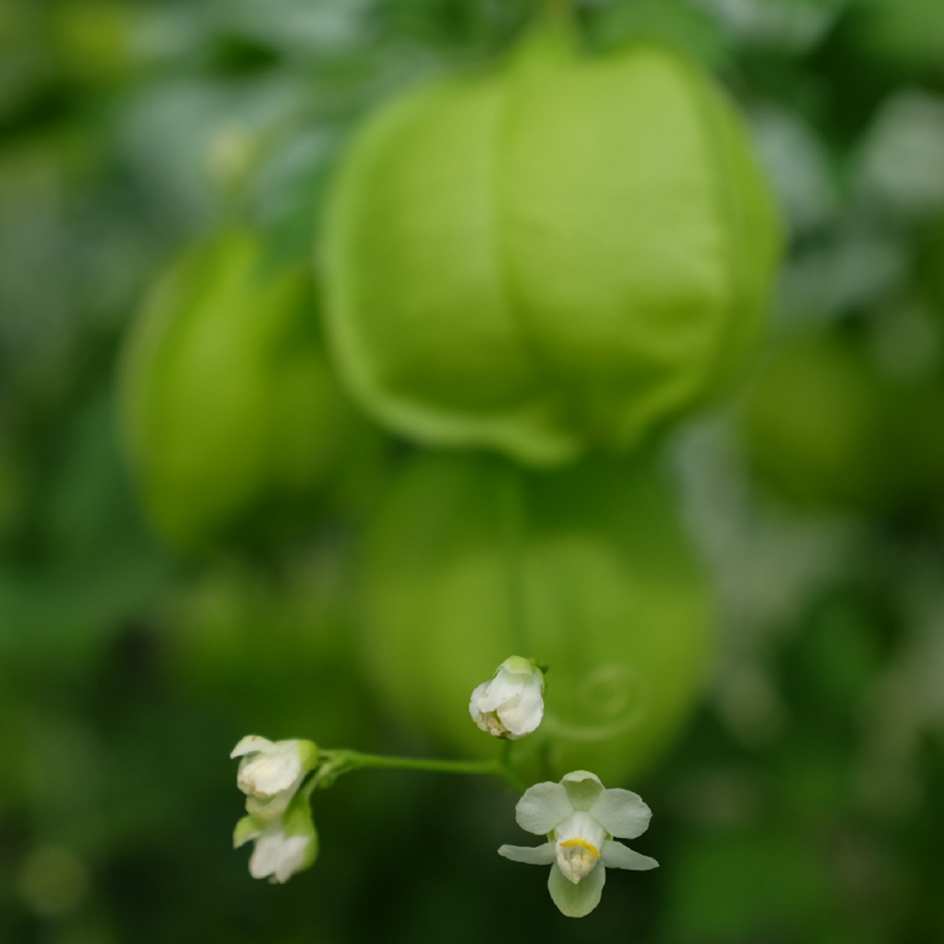 la-bo-te-graines-pois-de-c-ur-graines-fleurs-bio-grimpante image 4