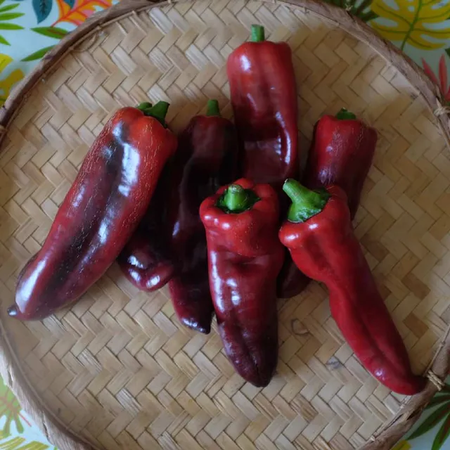 la-bo-te-graines-poivron-black-night-graines-l-gumes-bio image 1