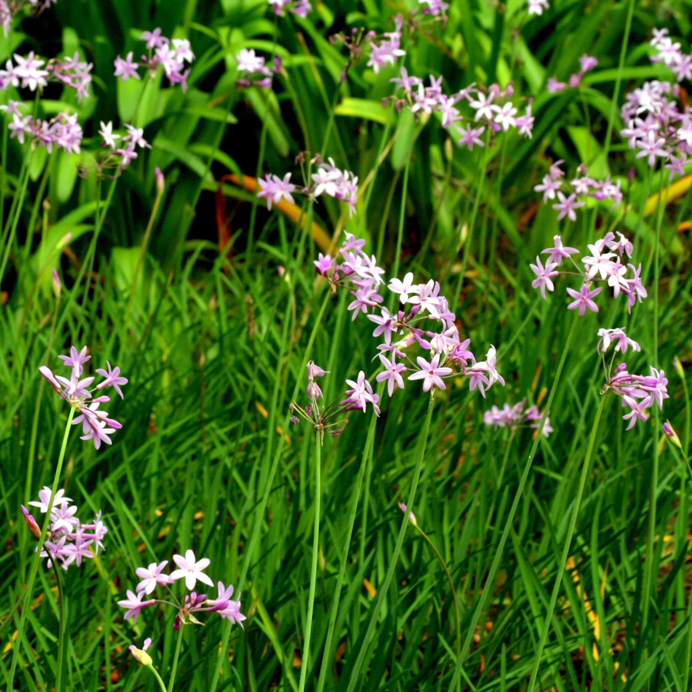 ferme-de-sainte-marthe-tulbaghia-violacea-bulbe-ail-des-jardins image 1