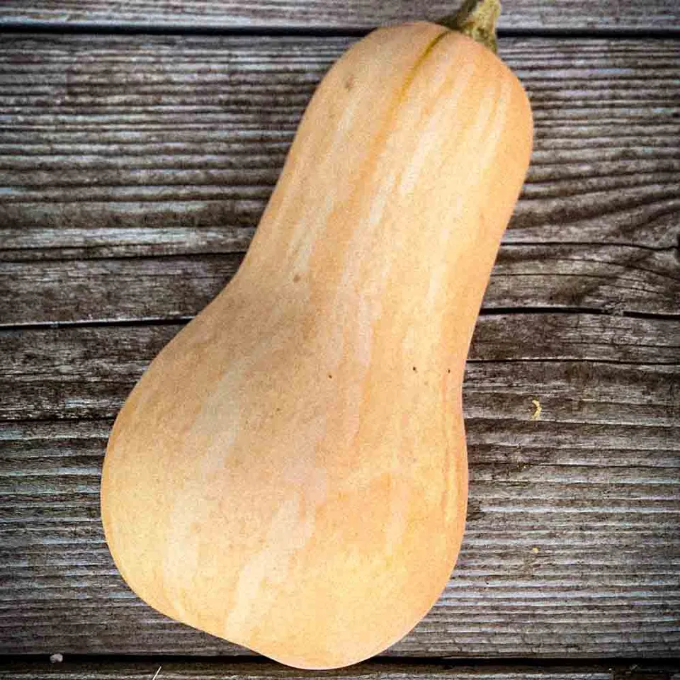 ferme-de-sainte-marthe-butternut-graines-courge-musqu-e-bio image 1