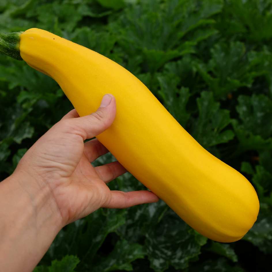 la-bo-te-graines-courgette-gold-rush-graines-bio-jaune image 2