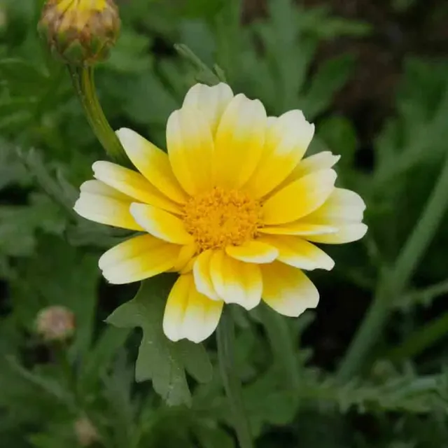 ferme-de-sainte-marthe-chrysanth-me-comestible-graines-fleurs-ab-sachet image 1